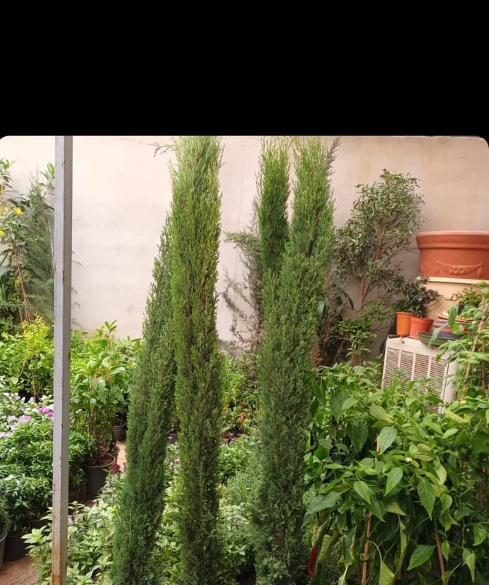 عمل تنسيق حدائق